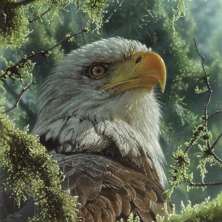 Bald Eagle - High And Mighty - Square by Collin Bogle wall art