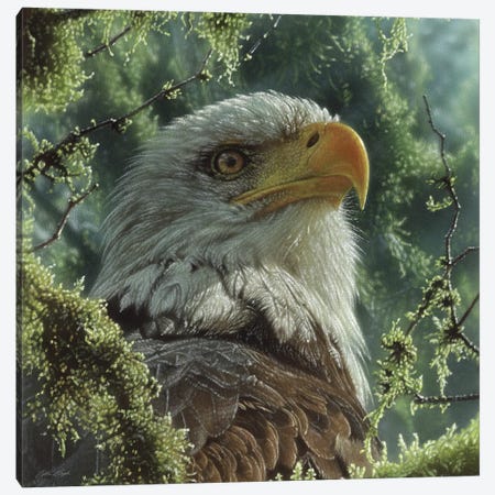 Bald Eagle - High And Mighty - Square Canvas Print #CBO156} by Collin Bogle Canvas Wall Art