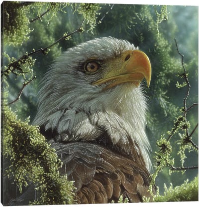 Bald Eagle - High And Mighty - Square Canvas Art Print - Collin Bogle