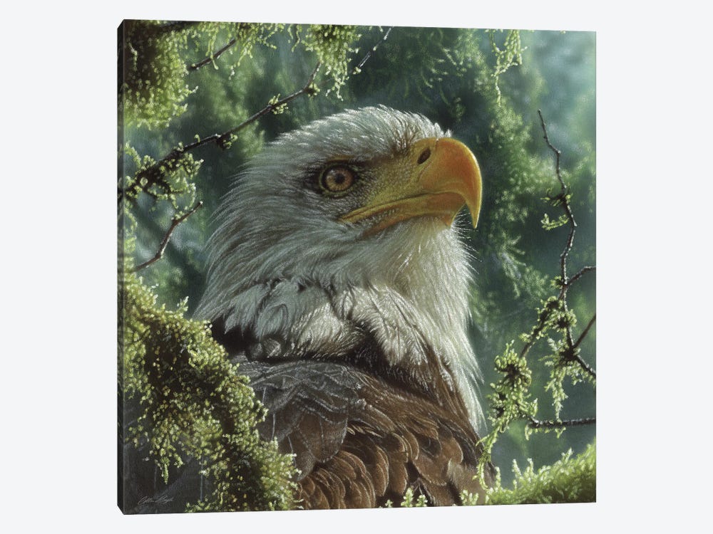 Bald Eagle - High And Mighty - Square by Collin Bogle 1-piece Canvas Wall Art