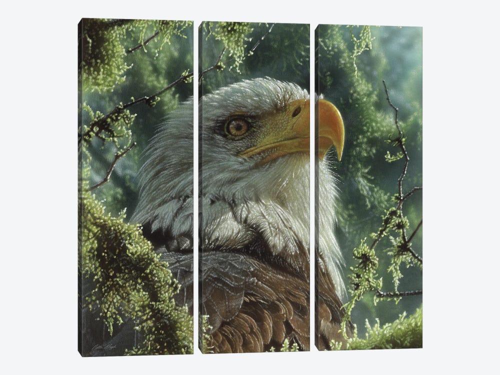 Bald Eagle - High And Mighty - Square by Collin Bogle 3-piece Canvas Wall Art