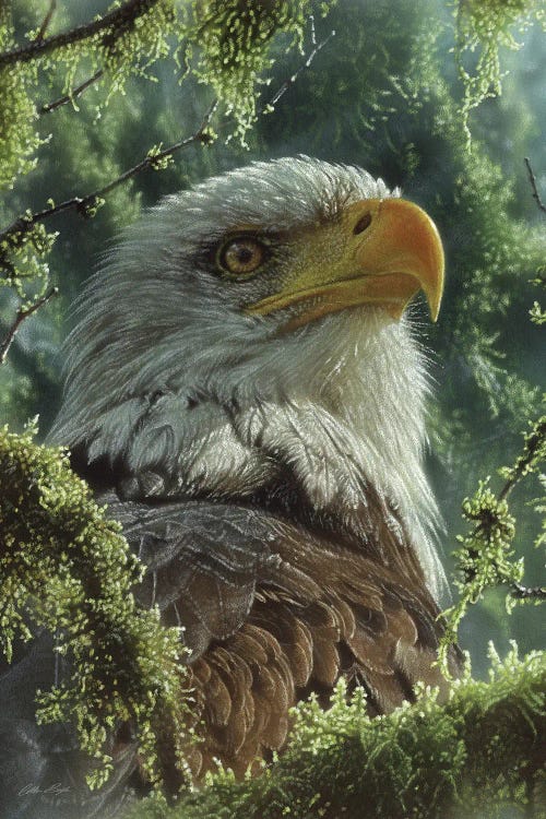 Bald Eagle - High And Mighty - Vertical by Collin Bogle wall art