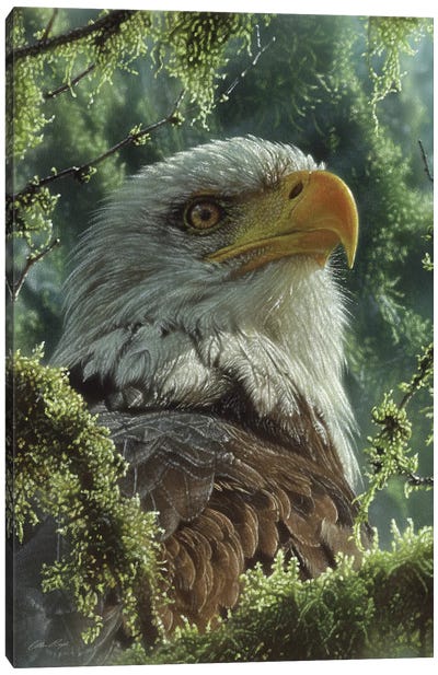 Bald Eagle - High And Mighty - Vertical Canvas Art Print - Collin Bogle