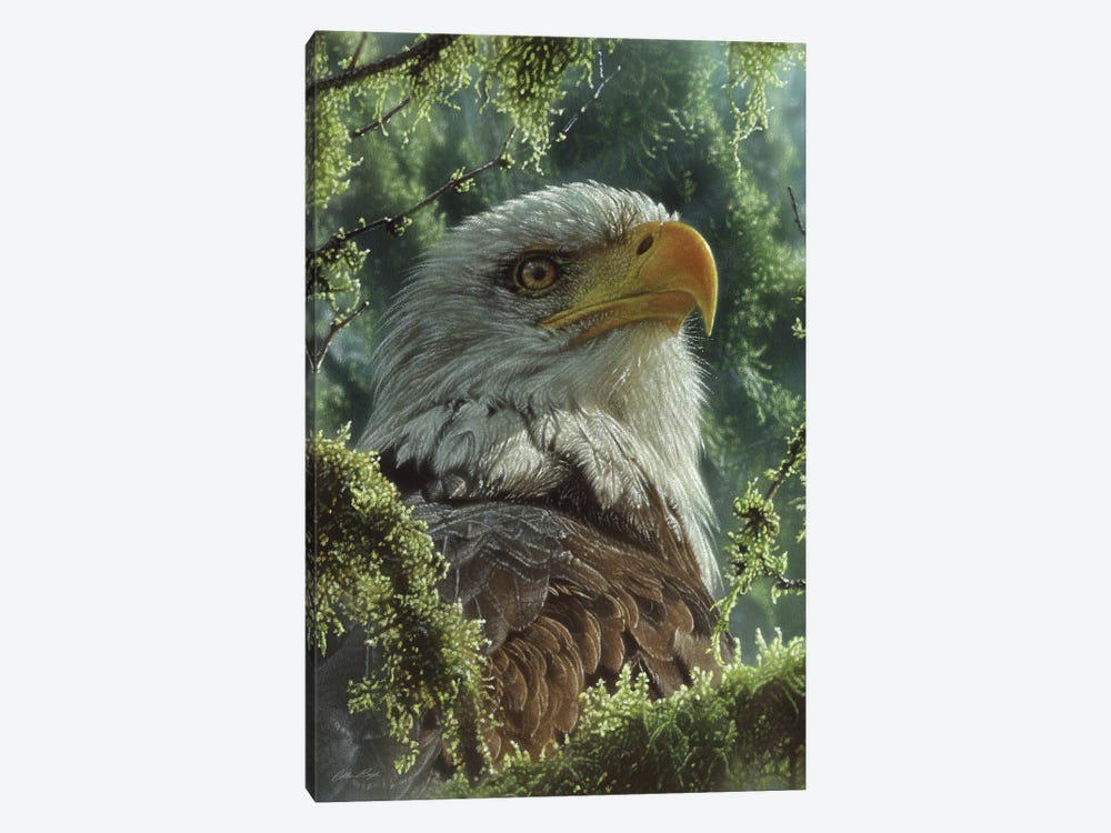 Bald Eagle - High And Mighty - Vertical by Collin Bogle 1-piece Canvas Print