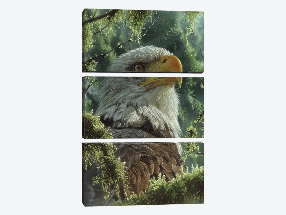 Bald Eagle - High And Mighty - Vertical by Collin Bogle 3-piece Canvas Art Print