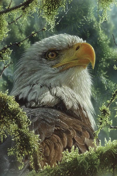 Collin Bogle: Bald Eagle - High And Mighty - Vertical by Collin Bogle