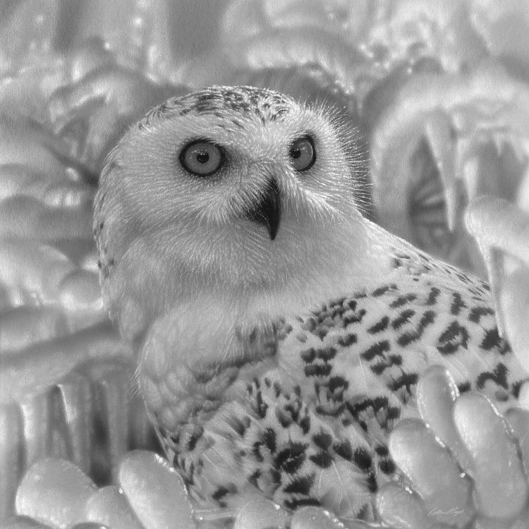 Snowy Owl Sanctuary - Square - Black & White by Collin Bogle wall art