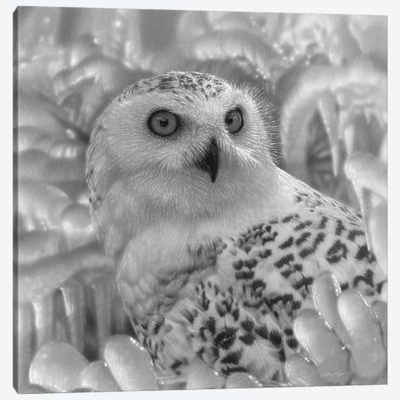 Snowy Owl Sanctuary - Square - Black & White Canvas Print #CBO158} by Collin Bogle Canvas Print