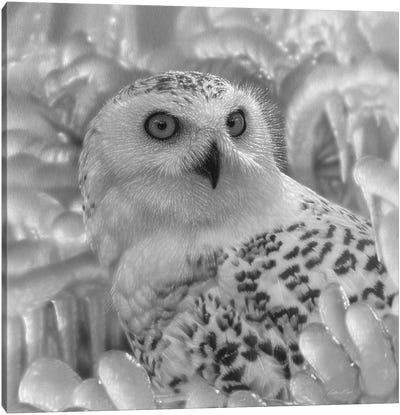 Snowy Owl Sanctuary - Square - Black & White Canvas Art Print - Collin Bogle