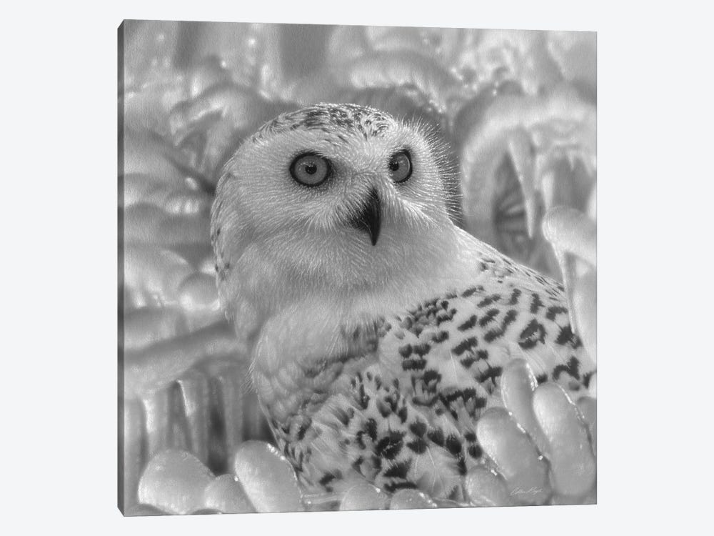 Snowy Owl Sanctuary - Square - Black & White by Collin Bogle 1-piece Canvas Artwork