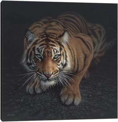 Crouching Tiger, Square Canvas Art Print - Tiger Art