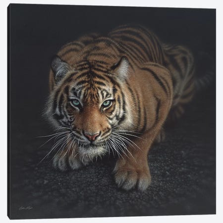 Crouching Tiger, Square Canvas Print #CBO15} by Collin Bogle Art Print