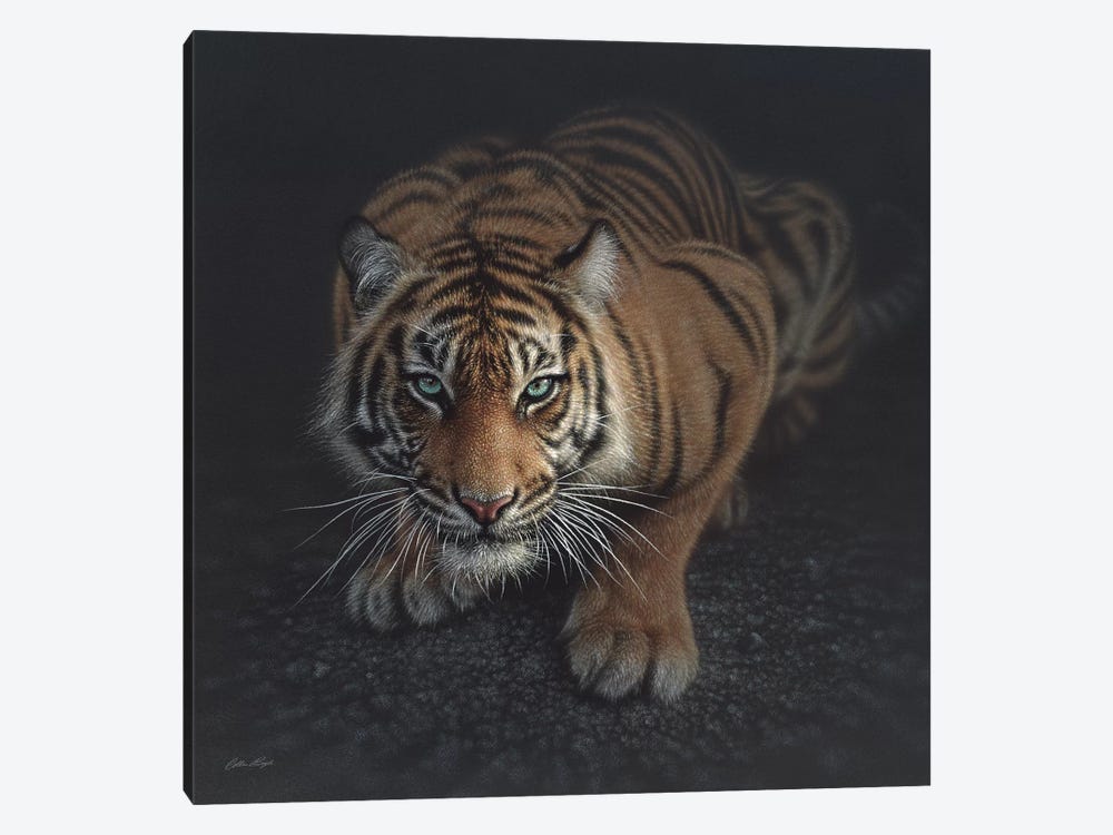 Crouching Tiger, Square by Collin Bogle 1-piece Art Print