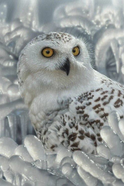 Snowy Owl Sanctuary - Vertical