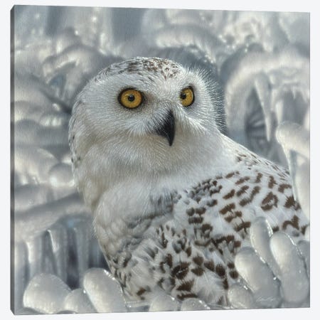 Snowy Owl Sanctuary Canvas Print #CBO161} by Collin Bogle Canvas Art