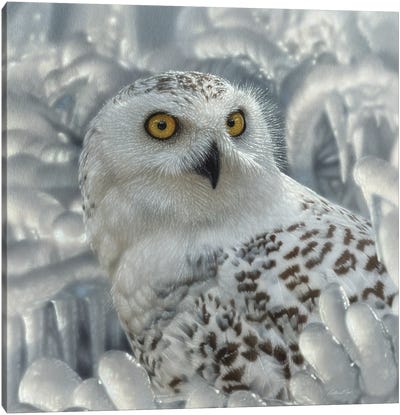 Snowy Owl Sanctuary Canvas Art Print - Collin Bogle