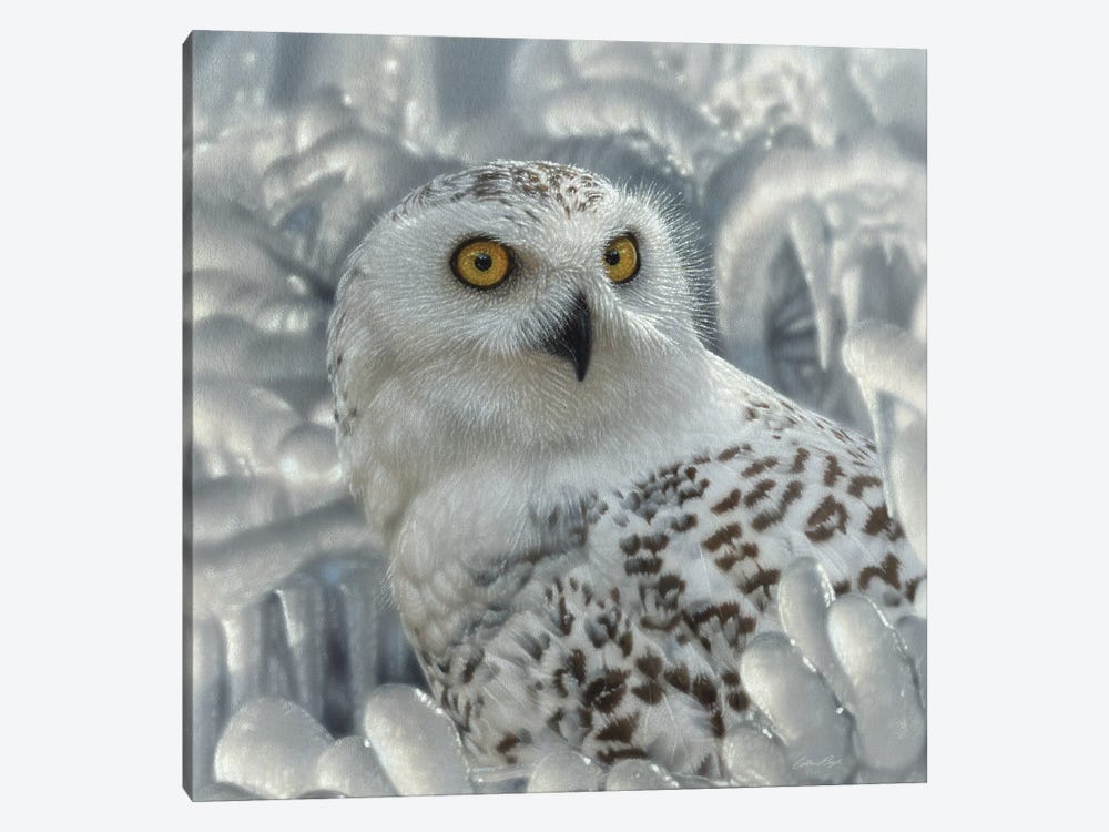 Snowy Owl Sanctuary by Collin Bogle 1-piece Canvas Artwork