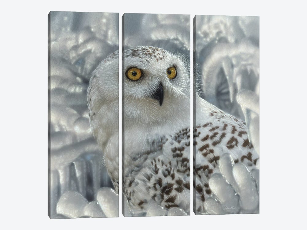 Snowy Owl Sanctuary by Collin Bogle 3-piece Canvas Art