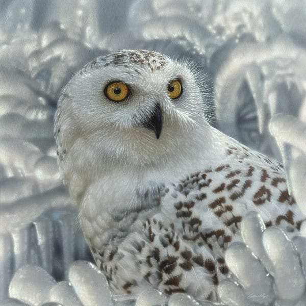 Collin Bogle: Snowy Owl Sanctuary by Collin Bogle
