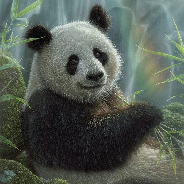 Collin Bogle: Panda Paradise - Square by Collin Bogle