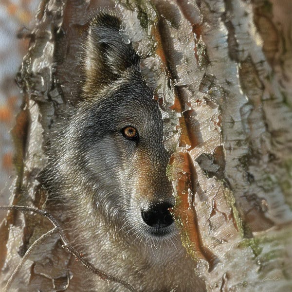 Collin Bogle: Close Encounter Wolf Square by Collin Bogle