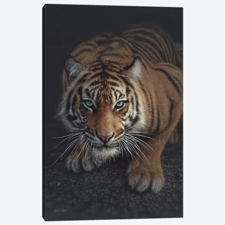 Crouching Tiger, Vertical Canvas Print #CBO16} by Collin Bogle Canvas Art Print