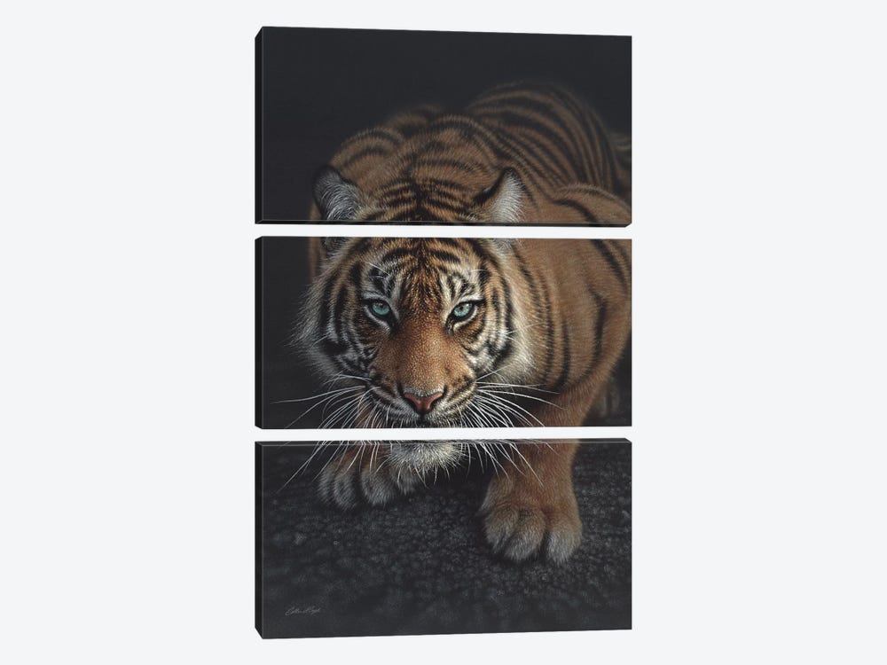 Crouching Tiger, Vertical by Collin Bogle 3-piece Canvas Artwork