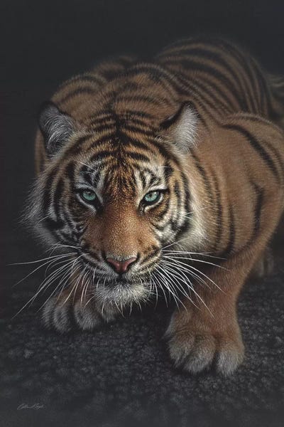 Collin Bogle: Crouching Tiger, Vertical by Collin Bogle