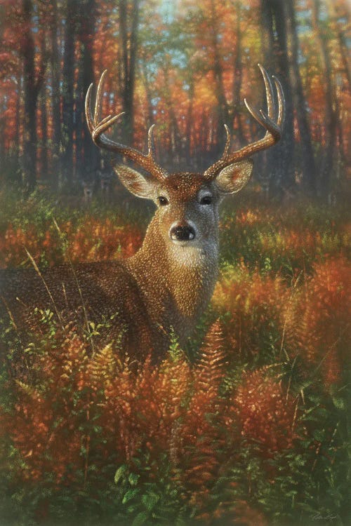 Autumn Buck Whitetail Deer by Collin Bogle wall art