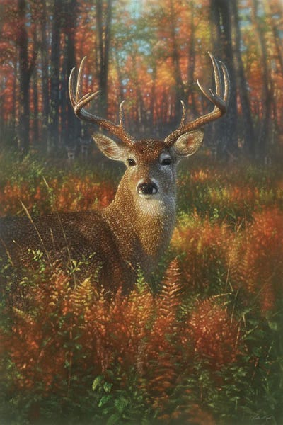 Autumn: Autumn Buck Whitetail Deer by Collin Bogle