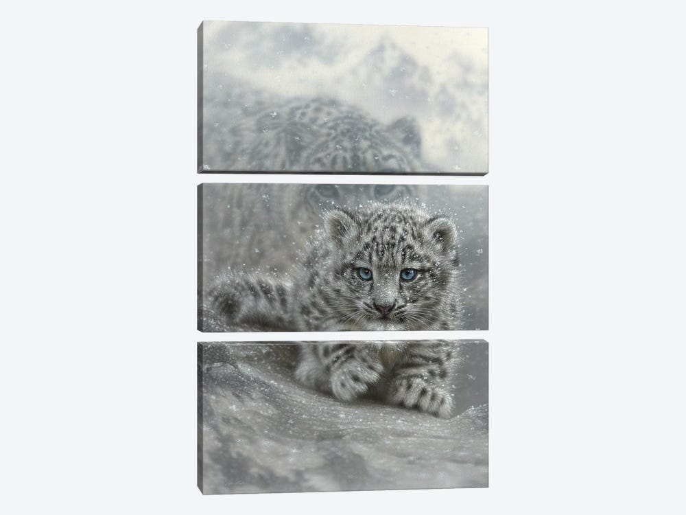 First Steps - Snow Leopard Cub - Vertical by Collin Bogle 3-piece Canvas Art Print