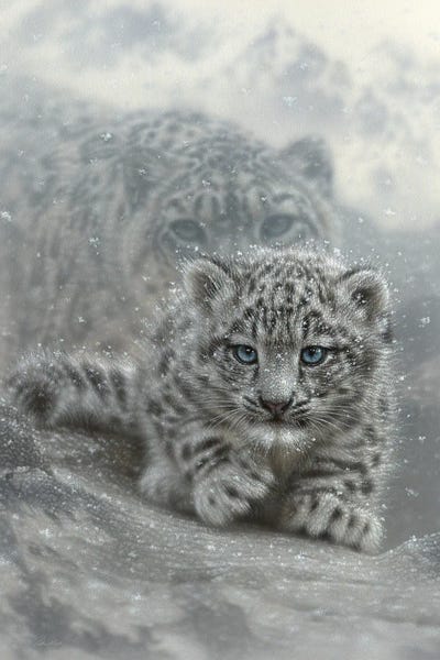 Leopards: First Steps - Snow Leopard Cub - Vertical by Collin Bogle