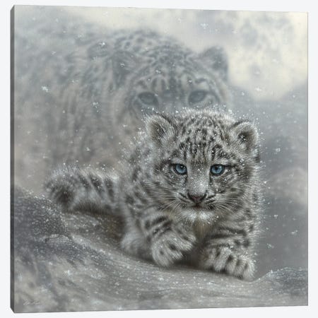 First Steps - Snow Leopard Cub - Square Canvas Print #CBO172} by Collin Bogle Canvas Art Print