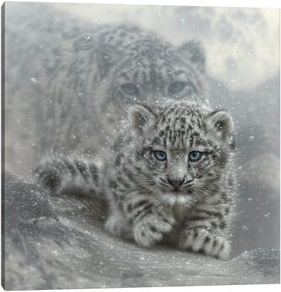First Steps - Snow Leopard Cub - Square Canvas Art Print - Collin Bogle