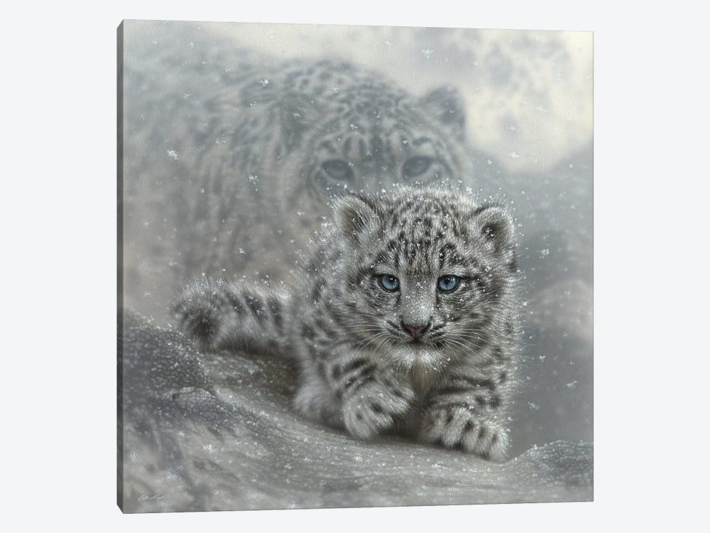 First Steps - Snow Leopard Cub - Square by Collin Bogle 1-piece Canvas Artwork