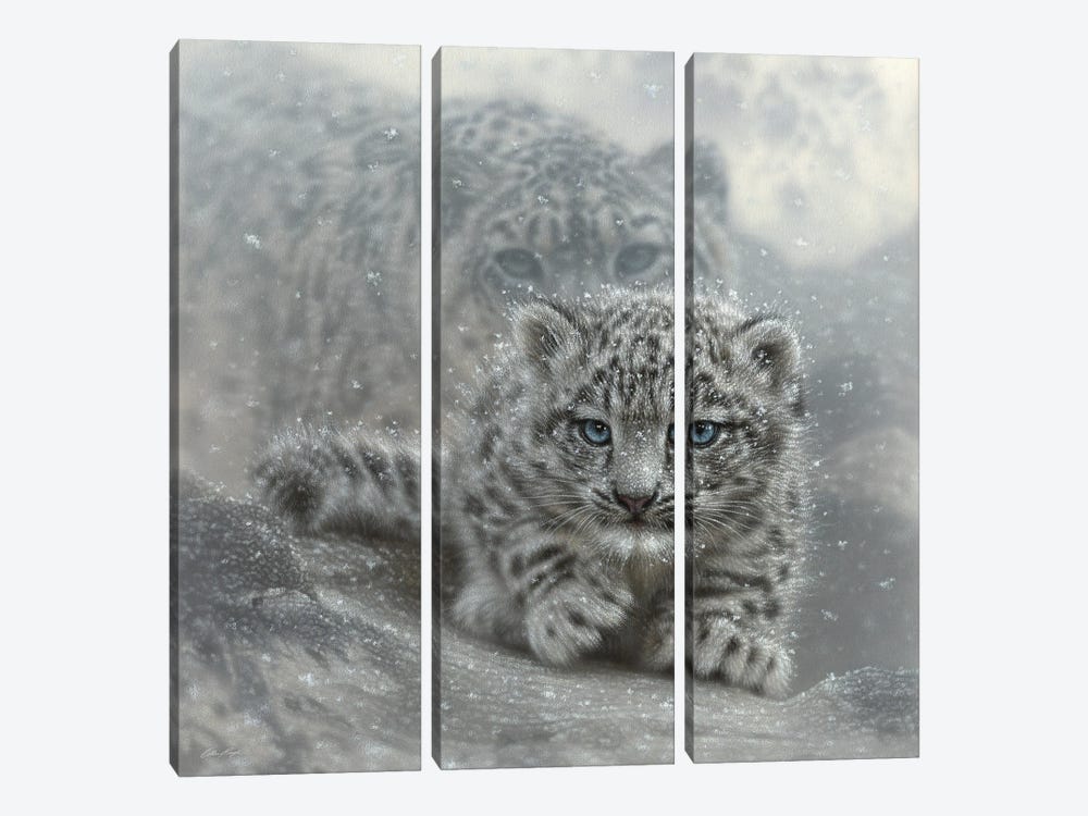 First Steps - Snow Leopard Cub - Square by Collin Bogle 3-piece Canvas Art