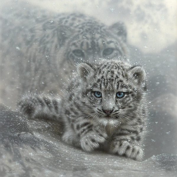 Collin Bogle: First Steps - Snow Leopard Cub - Square by Collin Bogle