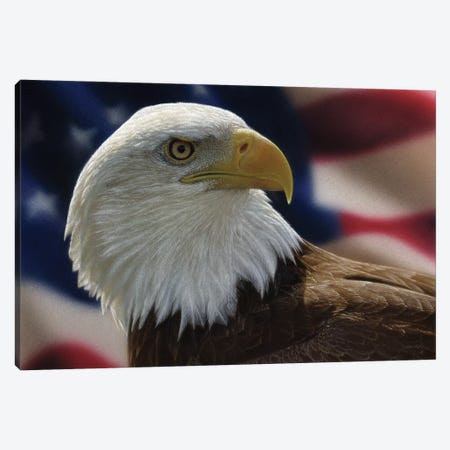 American Bald Eagle Canvas Print #CBO173} by Collin Bogle Canvas Art Print