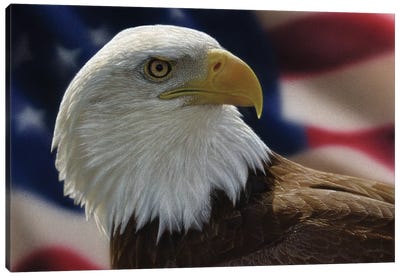 American Bald Eagle Canvas Art Print - Collin Bogle