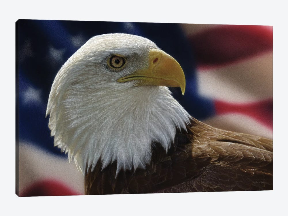 American Bald Eagle by Collin Bogle 1-piece Canvas Art Print