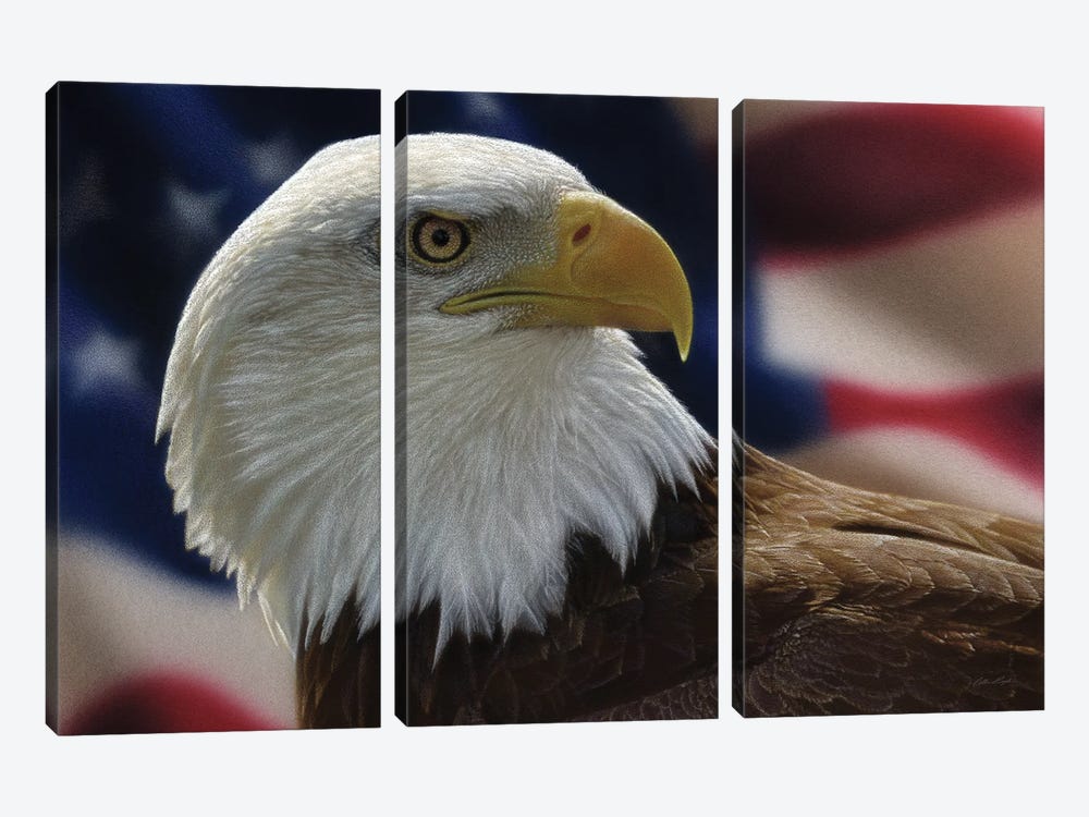 American Bald Eagle by Collin Bogle 3-piece Canvas Art Print