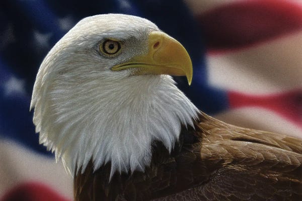 American Flags: American Bald Eagle by Collin Bogle