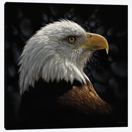 Bald Eagle Portrait Canvas Print #CBO175} by Collin Bogle Canvas Wall Art
