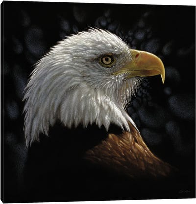 Bald Eagle Portrait Canvas Art Print - Collin Bogle