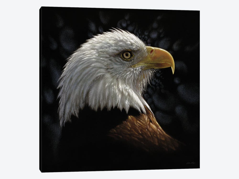 Bald Eagle Portrait by Collin Bogle 1-piece Canvas Print