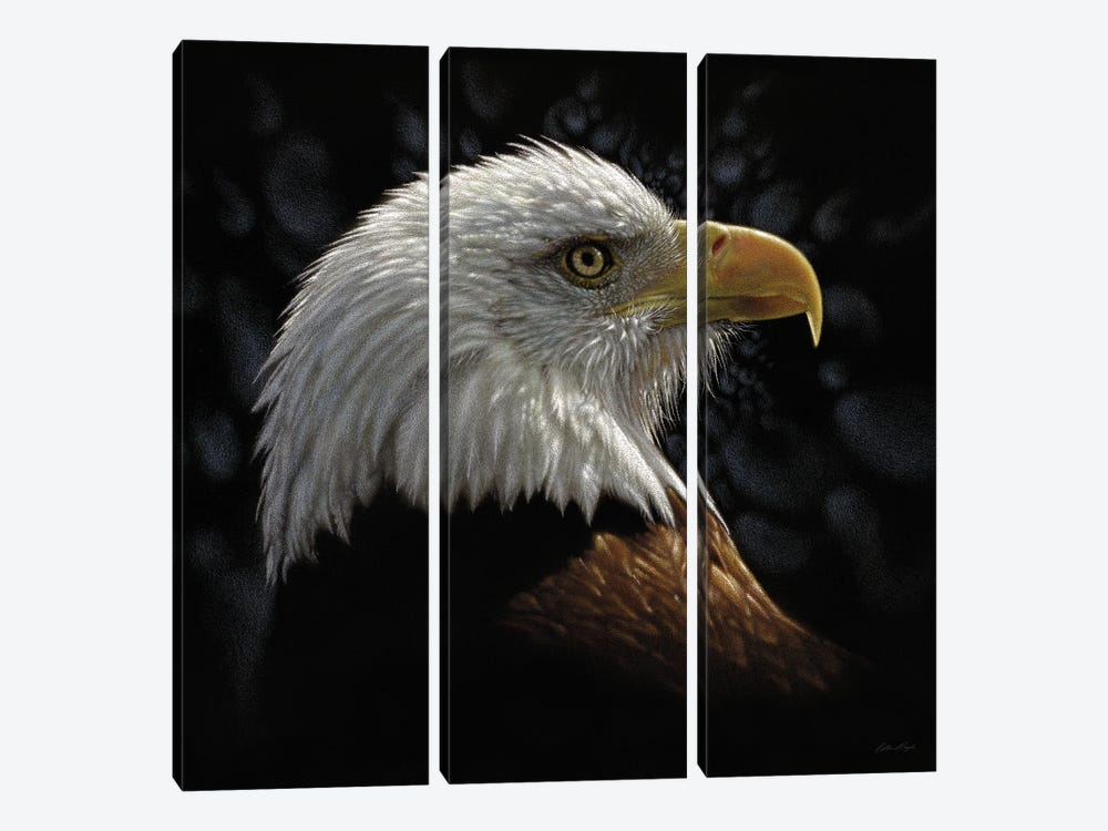 Bald Eagle Portrait by Collin Bogle 3-piece Art Print