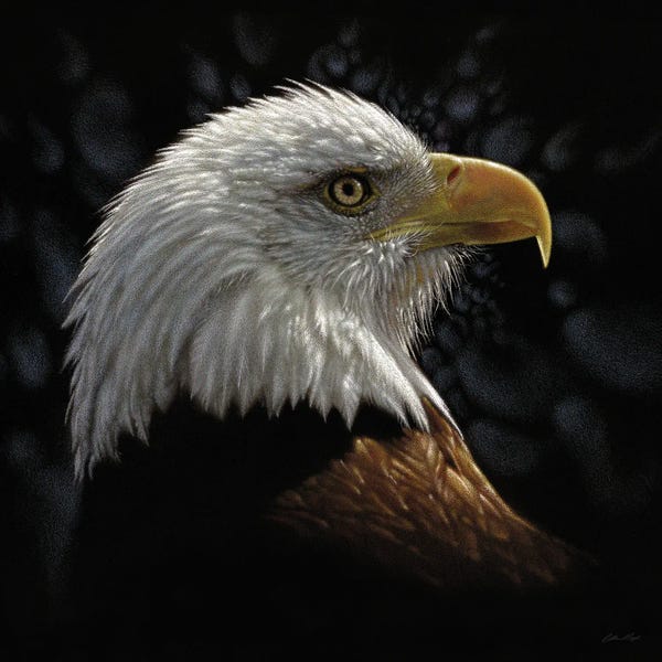American Décor: Bald Eagle Portrait by Collin Bogle