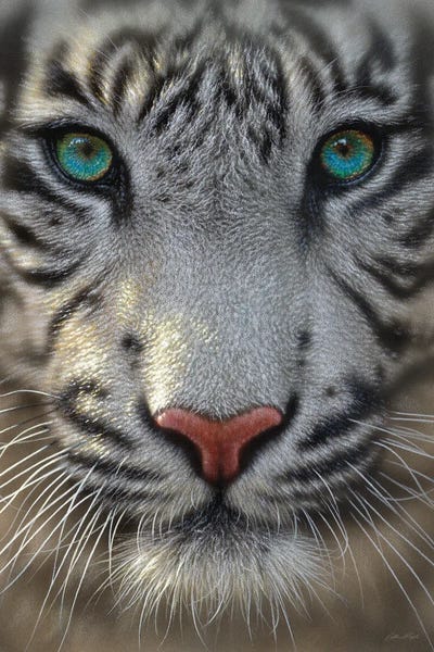 Collin Bogle: White Tiger by Collin Bogle