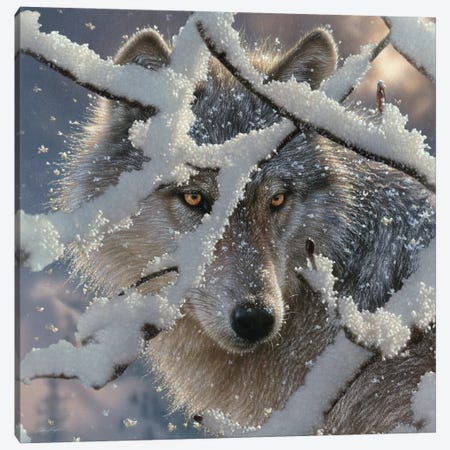 Winter Wolf - Square Canvas Print #CBO179} by Collin Bogle Canvas Art Print