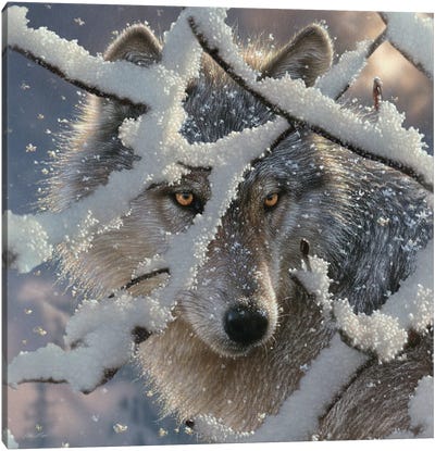 Winter Wolf - Square Canvas Art Print - Wolf Art